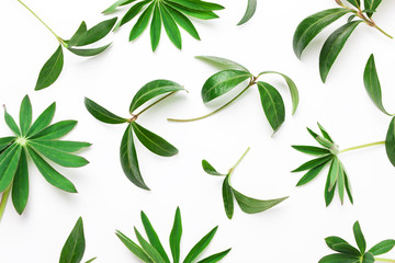 Abstract pattern of green leaves, plants on a white background