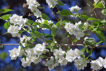 Ramo di rosa canina