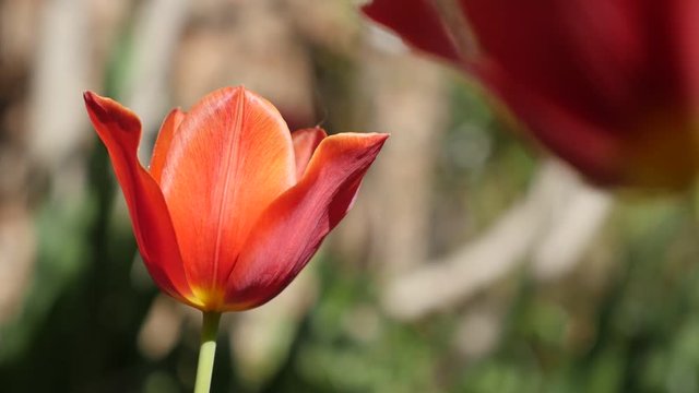 Flower bulb of Tulipa gesneriana close-up slow-mo 1920X1080 HD footage - Slow motion red tulip lily plant in the garden 1080p FullHD video