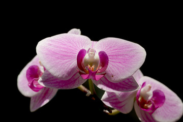 Orchidea