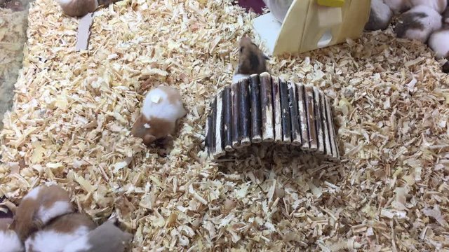 hamster cute animal small background rodent mammal 4k video
