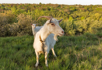 Family of domestic goats in a pasture spring orchard