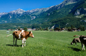 Fototapeta na wymiar Brown swiss cows on green meadow with Alpine mountains background