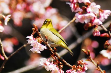新宿御苑早春の花