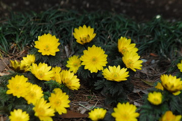 新宿御苑早春の花