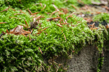 détail mousse en forêt