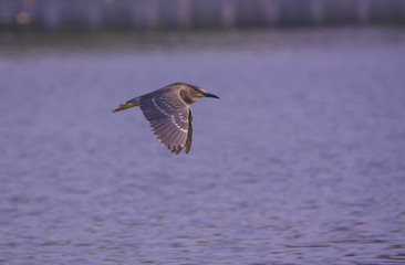 Night Heron