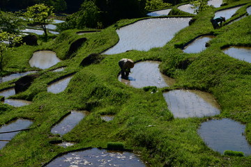 熊野の棚田　丸山千枚田
