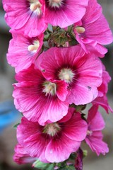 Hibiscus rosa