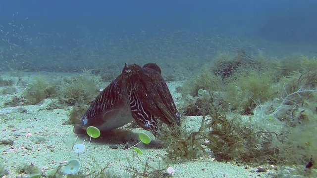 Costa Brava, diving the Mediterranean sea, Cuttlefish, Spain