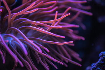 Naklejka premium Macro shoot of anemone tentacles in pink color