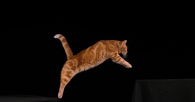 Red Tabby Domestic Cat, Adult Leaping against Black Background, Slow motion 4K