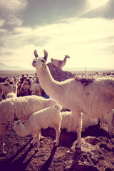 Fototapeta premium Lamas herd in Bolivia