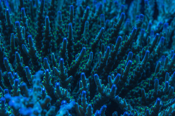 Fototapeta premium Deepwater Acropora coral colony
