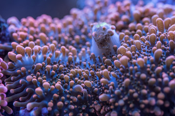 Fototapeta premium Ricerdea coral macro shot of its mouth