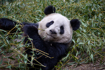 Fototapeta na wymiar A ginat panda is eating bamboo