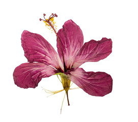 Pressed and dried flower hibiscus isolated