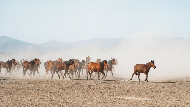 Horses