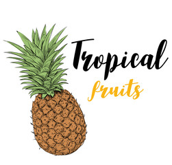 Pineapple fruit. Summer sketch illustration with pineapple. Hand drawing vector. Poster summer