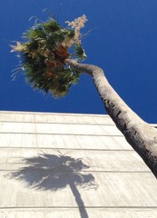 Palme und ihr Schatten auf Hauswand, von unten gesehen