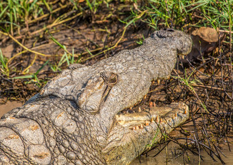 Crocodile waiting for food at the ISimangaliso Wetland Park, South Africa