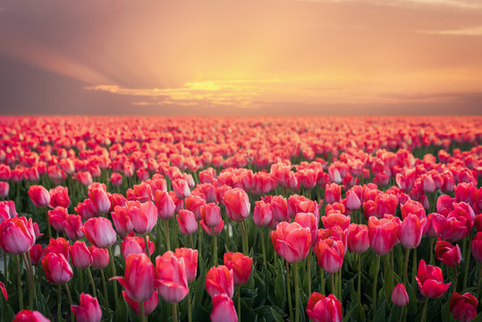 Sunset Landscape with flowers