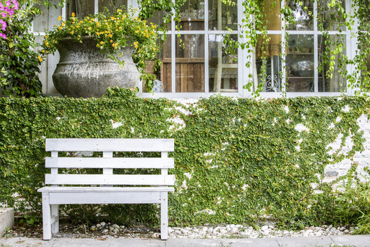 Vintage wooden white bench with ivy and white brick on vintage house background, Concept of Vintage garden style.
