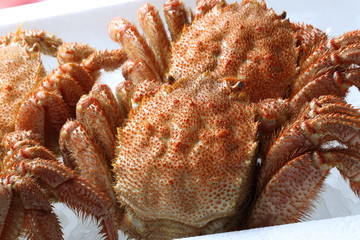 毛蟹　Horsehair crab (hair crab)