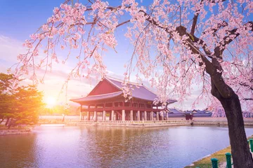 Afwasbaar fotobehang Gyeongbokgung palace with cherry blossom tree in spring time in seoul city of korea, south korea. © panyaphotograph