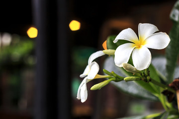plumeria flower with soft-focus in the background. over light 
