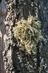 Iceland moss on tree stem closeup on green background