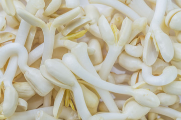 Organic Food. Close Up Of Organic Fresh Germinated Peanut Sprouts, Healthy Food Ingridient. Nutrition And Vitamins.