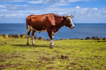 Beef on easter island cliffs