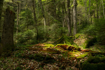 forest glade sunlit fallen tree and thick green moss