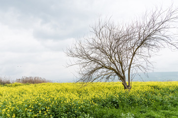 Early spring landscape. Yellow blooming flowers and lonely tree without leaves on a grey rainy sky background