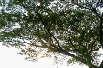 Beautiful nature at morning with sun in big city park