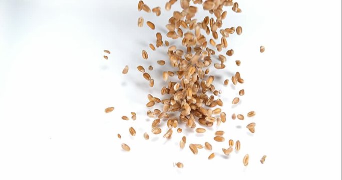 Wheat, triticum sp. falling against white Background, Slow motion 4k