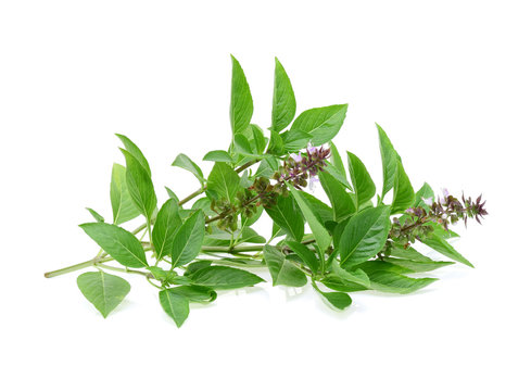 Sweet Basil  Isolated On White Background