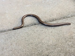 Blindschleiche auf der Terrasse