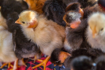 Closeup on many little chickens get together to warm up on the organic household. Authentic farm series.