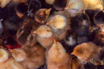 Closeup on many little chickens get together to warm up on the organic household. Authentic farm series.