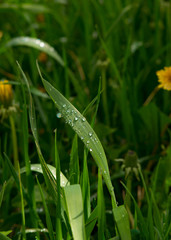 dew drops of water after rain in bright green juicy grass in the spring