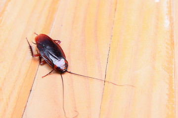 cockroaches dying close-up on wooden table in kitchen