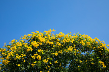 Obraz premium yellow allamanda flowers