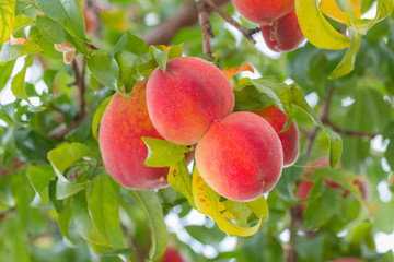 Sweet peach fruits growing.