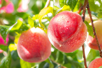 Sweet peach fruits growing.