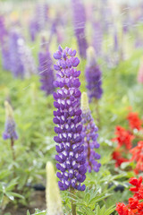 Watering flowers, purple lupines.