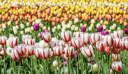 Field with lots Canada 150 white and red tulips