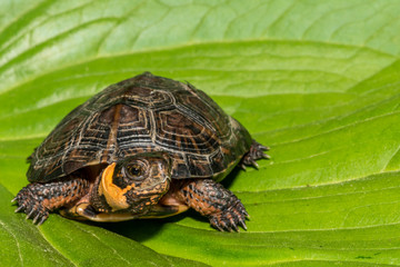 Naklejka premium Bog Turtle (Glyptemys muhlenbergii)