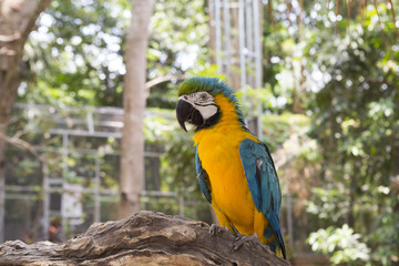 Macaw parrot.